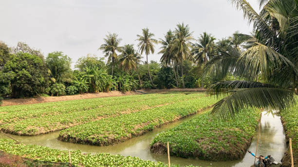 istock Wide angle, Vegetable grown in plots 1311125795
