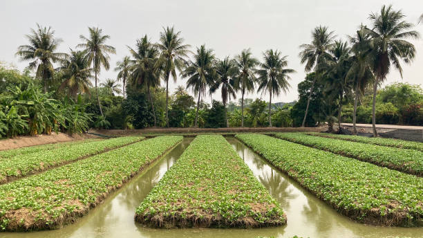 istock Wide angle, Vegetable grown in plots 1311125809