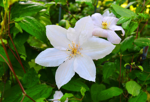 hermosa flor clematis - clemátide fotografías e imágenes de stock