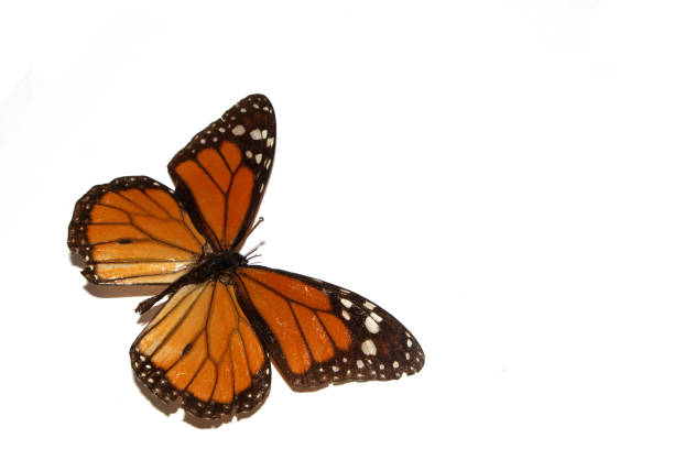 istock A Butterfly on a White background from a Lepidoptera Collection 1311126003