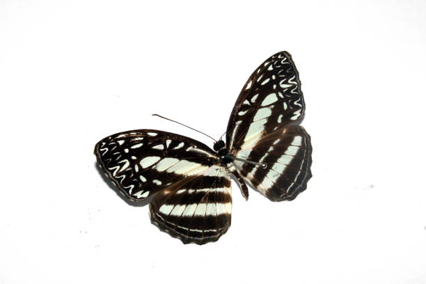 istock A Butterfly on a White background from a Lepidoptera Collection 1311126055