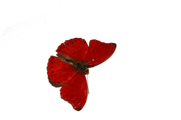 A Butterfly on a White background from a Lepidoptera Collection