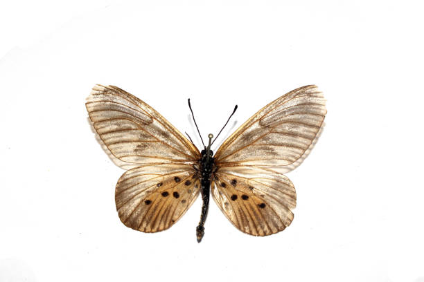 istock A Butterfly on a White background from a Lepidoptera Collection 1311126074