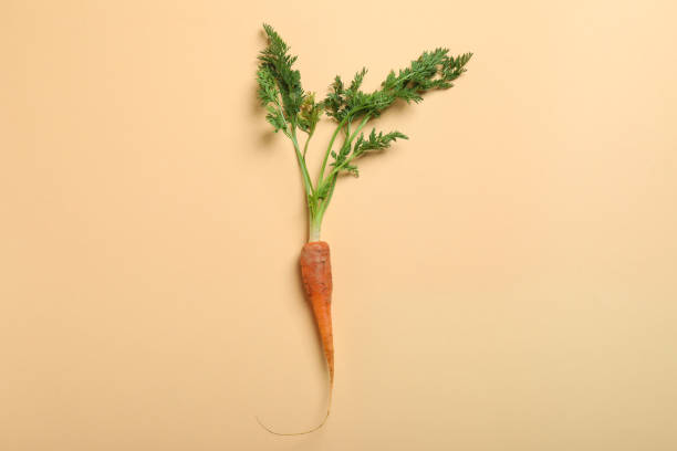 istock Fresh carrot on beige background, space for text 1311126107