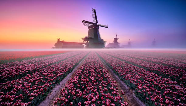 тюльпановое поле во время восхода солнца - tulip windmill field flower стоковые фото и изображения