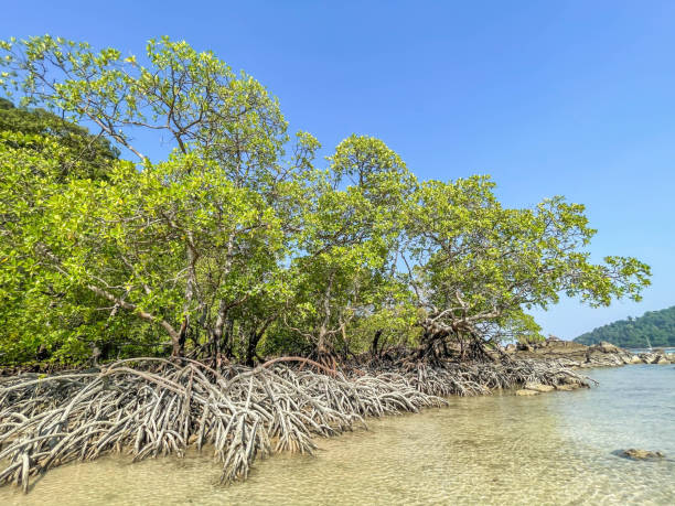 istock Mangrove landscape with clear blue sky for environment concept. 1311126749