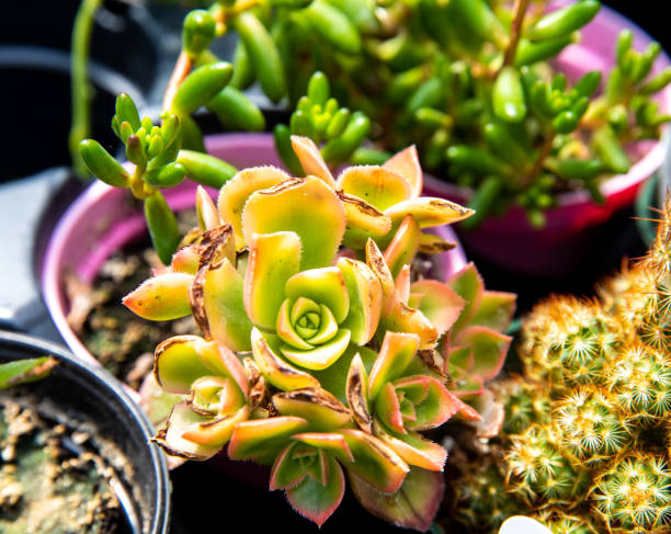 istock small thick plant in a pot 1311126978