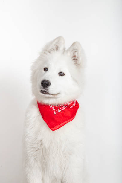 istock Gorgeous Samoyed on white studio background with red scarf on his neck 1311127058