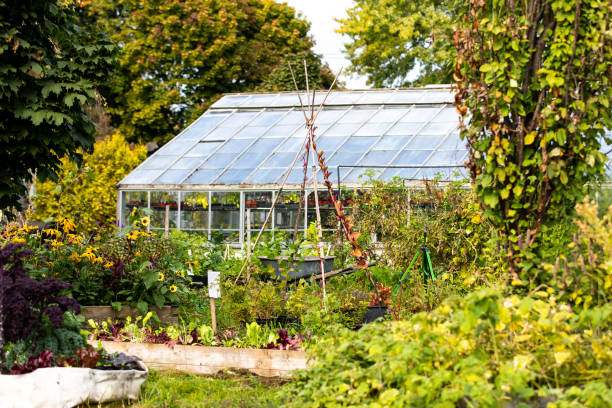 istock outside of a greenhouse 1311127646