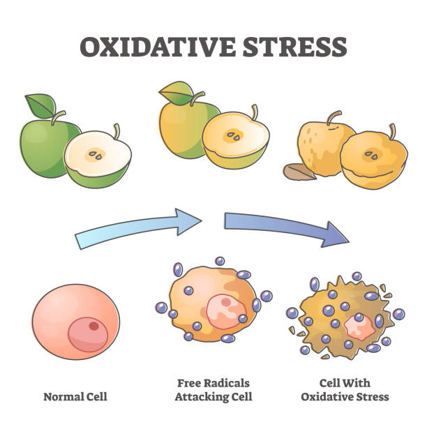 ilustraciones, imágenes clip art, dibujos animados e iconos de stock de envejecimiento oxidativo del estrés como diagrama de esquema de esquema de proceso de ataque celular de radicales libres - antioxidant