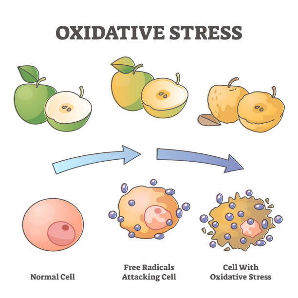 자유 라디칼 세포 공격 과정 개요 다이어그램으로 산화 스트레스 노화 - antioxidant stock illustrations