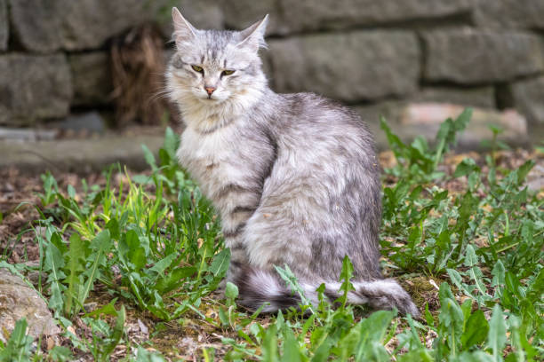 istock A beautiful fluffy gray cat sits on spring lawn in the sunset light 1311128578