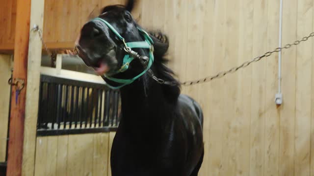 Young agitated thoroughbred horse chained in the cleaning and set up stall at an equestrian stable