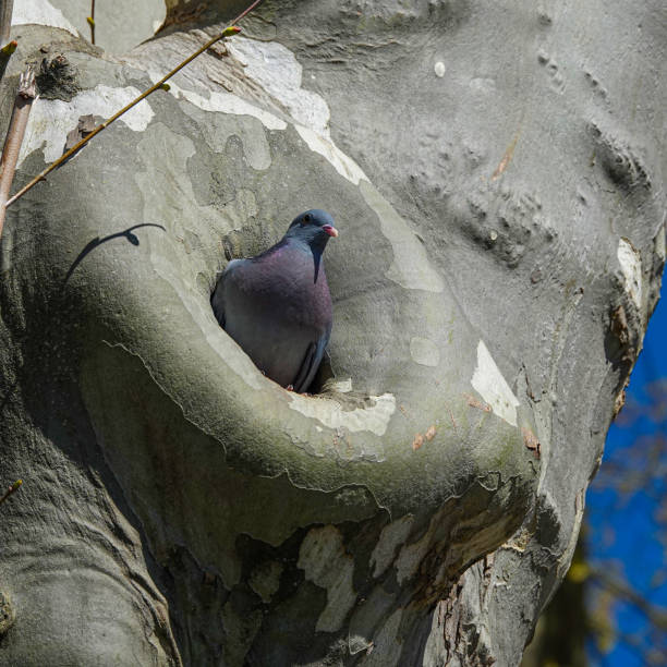 istock A dove in the hollow of tree 1311131250