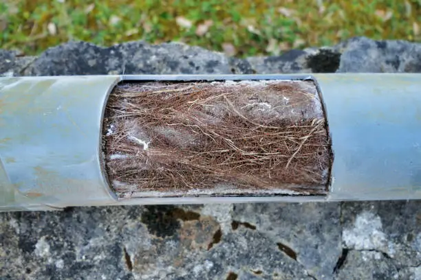 Drainage pipe cut open to show how roots can tangle and block pipes, ultimately leading to blockages and fractures of pipes.