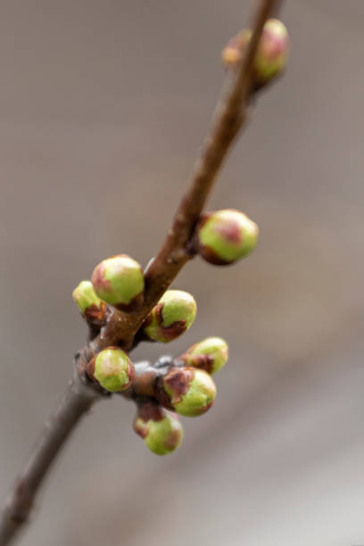 istock Branch of cherry tree with buds. 1311131578