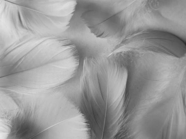 istock Beautiful abstract black feathers on white background and soft white feather texture on white texture pattern, dark theme wallpaper, gray feather background, gray banners, white gradient 1311132403