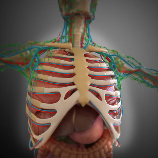 istock Human Anatomy internal organs For medical concept 3D 1311132435