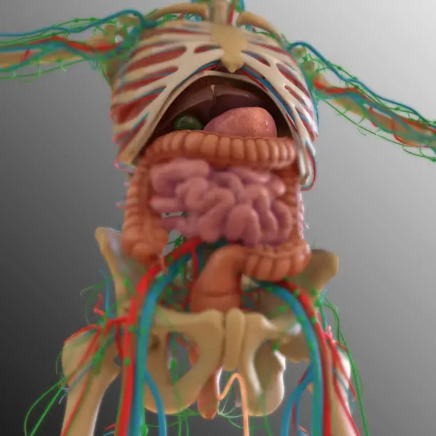 Photo of Human Anatomy internal organs For medical concept 3D