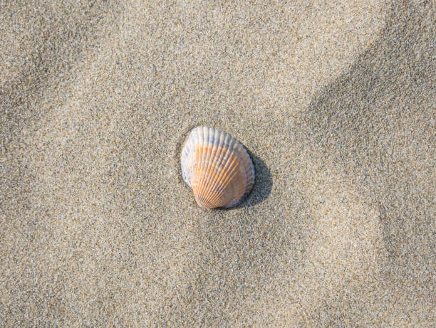 piccola conchiglia sulla spiaggia nella sabbia - cockle nature outdoors horizontal foto e immagini stock