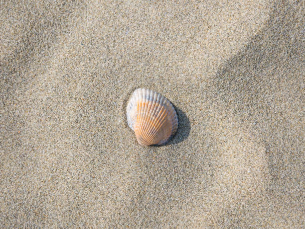 istock Small seashell on the beach in the sand 1311132663
