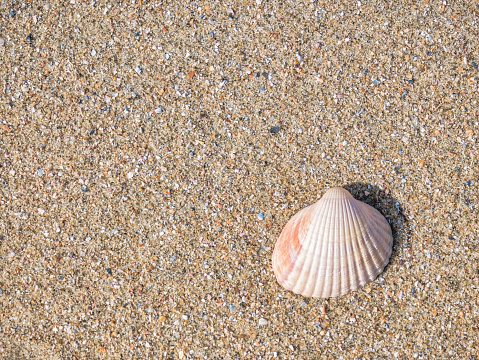 Small seashell cockle on the beach in the sand