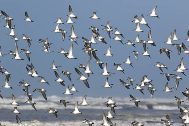 istock Flock of Dunlin in Flight 1311132982