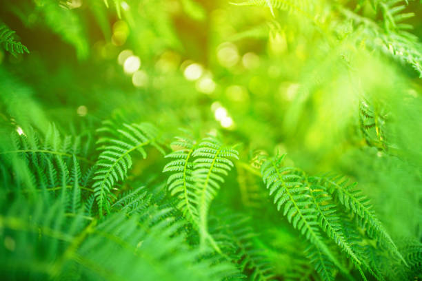 istock Green fern 1311133102