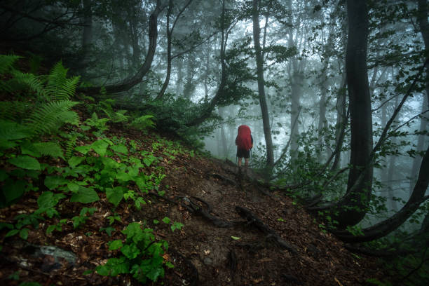 istock Hiker on the walk in the mysterious forest 1311133154