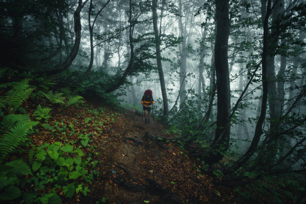 istock Hiker on the walk in the mysterious forest 1311133463