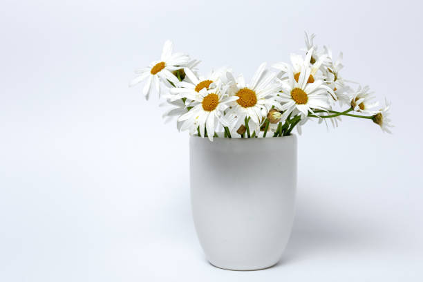 istock Fresh daisy flowers on colorful backgrounds 1311133992