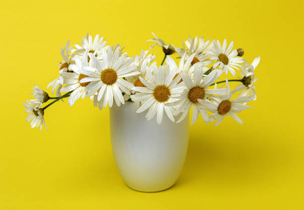 istock Fresh daisy flowers on colorful backgrounds 1311133997