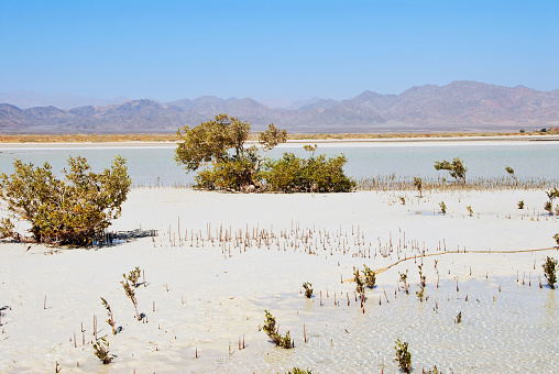 Protected landscape with shrubs and mangrove aerial roots growing in the shallow waters  of the Nabq National Park nature reserve in the Sinai Desert.