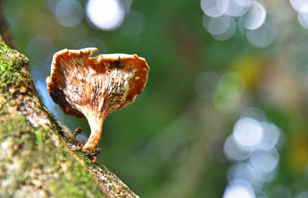 마른 버섯 - shiitake mushroom mushroom dried food dried plant 뉴스 사진 이미지