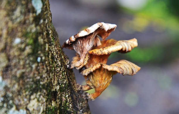 seta seca - shiitake mushroom mushroom dried food dried plant fotografías e imágenes de stock