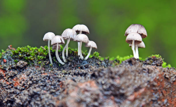 istock groups of mushroom 1311135310