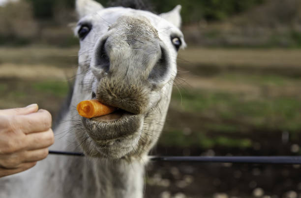 Mammal animal feeding detail on a farm