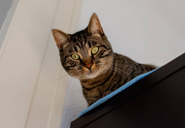 istock European cat looking at the camera 1311135449