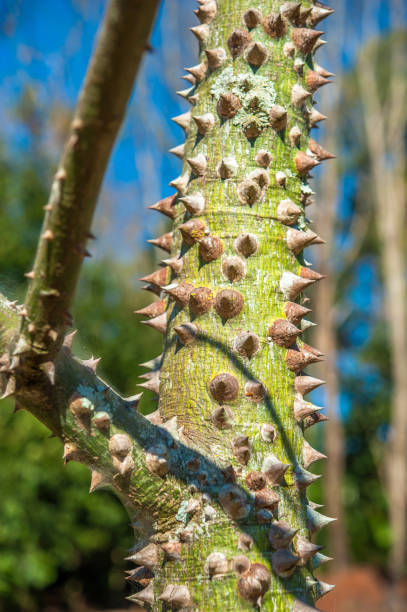 istock tree trunk, nature details photography 1311135556