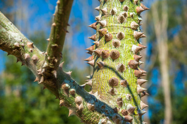 istock tree trunk, nature details photography 1311135728