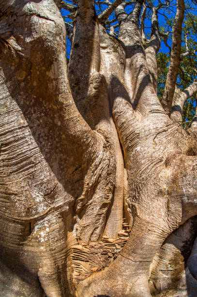 istock tree trunk, nature details photography 1311136006