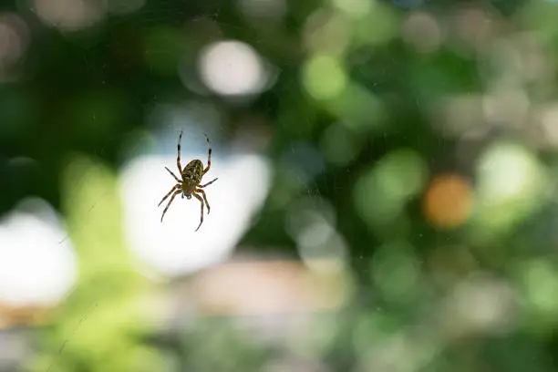 Photo of Close up image of spider on grean natural background not in focus.