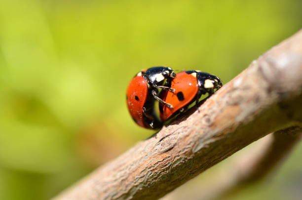 Two ladybugs met on a branch in the spring. Continuation of the family.