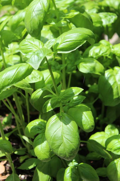 istock Close-up of Basil Plants in a Home Herb Garden 1311140178