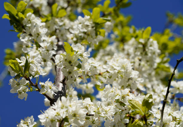 istock A tree in bloom in the spring, blue sky in the background 1311141218