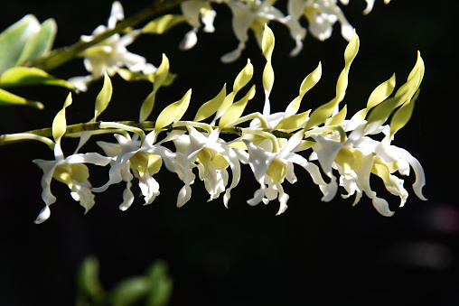 Photo of abelia × grandiflora’s white flower