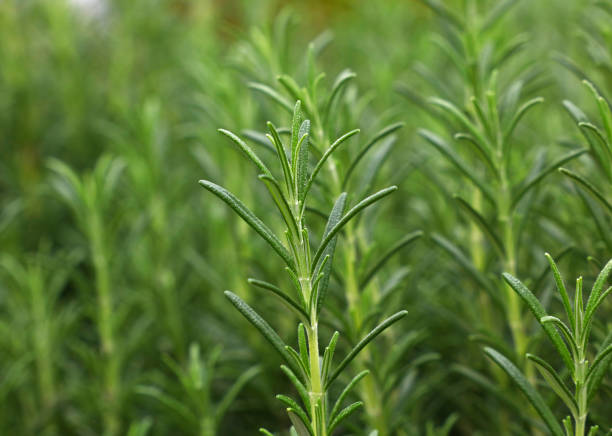 istock Green fresh rosemary spicy herb sprouts 1311142136