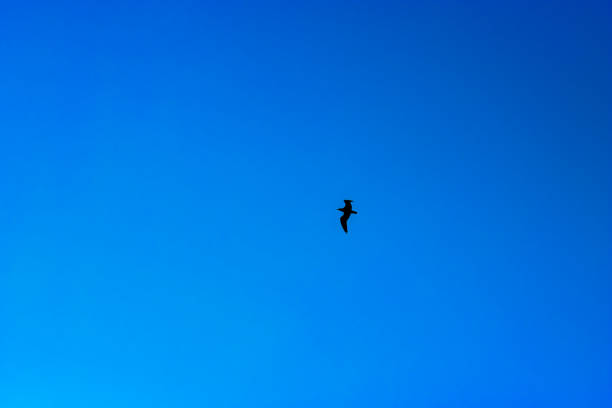 Silhouette of seagull flying in blue sky