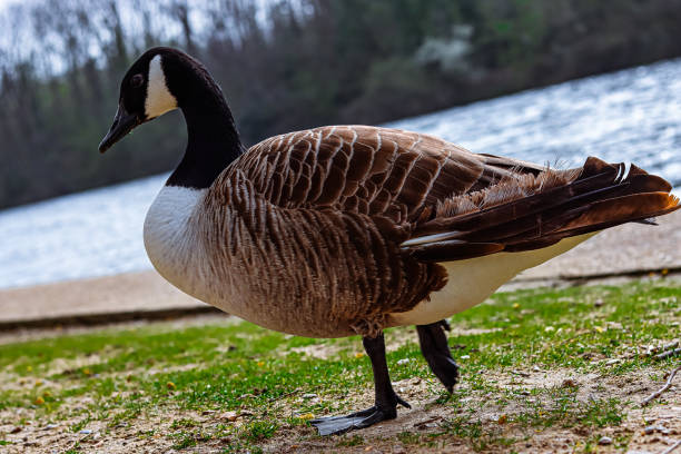 istock Close up Canada goose by river thames 1311142245