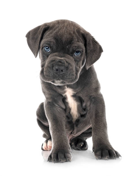 istock puppy italian mastiff 1311142413
